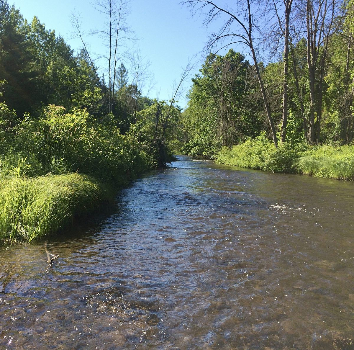 pigeon-river-afton-michigan