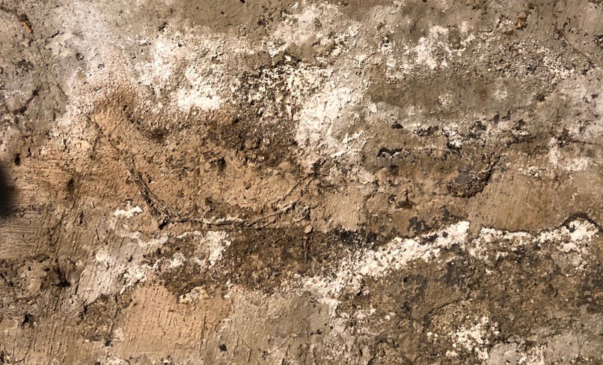 White Powder on Basement Walls What Efflorescence Means for Your Home